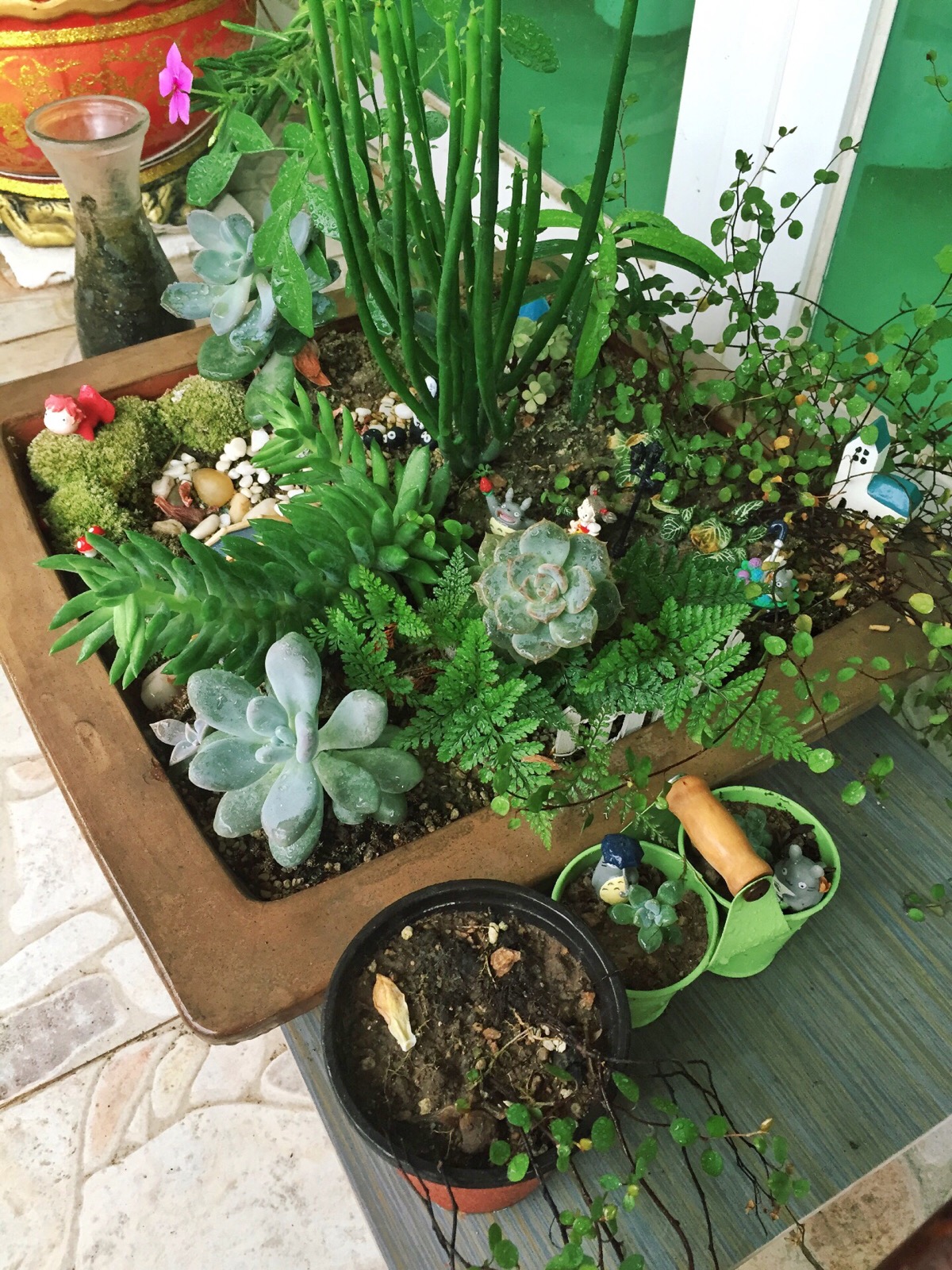 【招财风水】阳台放这些植物 既好看又招财!